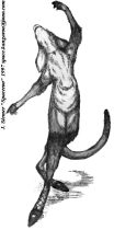 danceroo.jpg by John Siemer (Spaceroo)