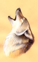 coyotehowl.jpg by L.N. Dornsife (Thornwolf)
