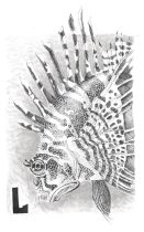 lionfish.jpg by Michelle Rodriguez (Etherrawen)