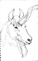 kc_newun.gif by Karen J. Cravens (Silver)
