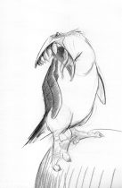 bawk.jpg by Frank Villarreal (Gerbil)