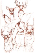 deershm.jpg by Claire Hummel (Shoom'lah)