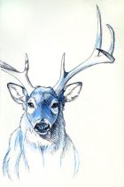buck.jpg by Megan Giles (SpaceCat)