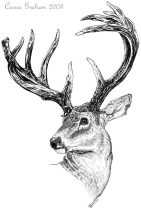 antlers.jpg by Carrie Graham (Velvet)