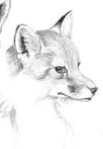 foxpair.gif by Karen J. Cravens (Silver)