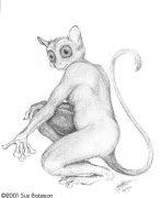 tarsier.jpg by Suz Bateson (Torrent)