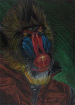 mandrill.jpg by Jennifer Fausett (XScout)