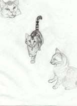 mycats.jpg by Gloria Higginbottom (Twap, Snitter)