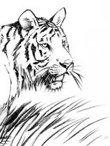 tigergrass.jpg by Megan Giles (SpaceCat)
