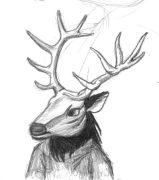 stag02.jpg by Brian Rogers (Marcello Rupelli)