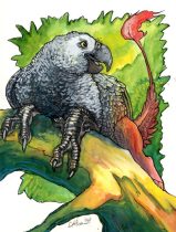 africangreygryph.jpg by Cara Mitten