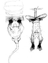 lylepos2.gif by Arthur Pearson (Picklejuice)