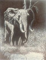 elephant.jpg by Xenia Eliassen (Swandog)