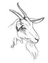 capra.jpg by Megan Giles (SpaceCat)