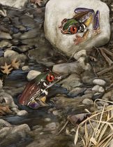 altfrog6.jpg by Ursula Vernon