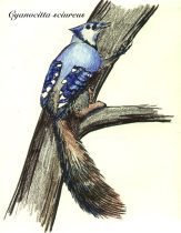 cyansciu.jpg by Karen J. Cravens (Silver)