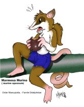 mf-murin.jpg by Mark Freid (Canuss)