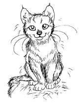 mel-141.jpg by Melissa Drake (MelSkunk, Jabet)