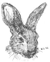 bunnysketch.gif by Kayleen Connell (Katarina)