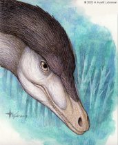 velocihead.jpg by Heather Luterman (Kyoht)