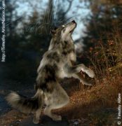 wolfdance.jpg by Timothy Albee (Amadhi)