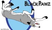 blackie.jpg by Audrey Walker (KrazyKlaws, WolfDreamer)