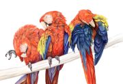macaws.jpg by Ursula Vernon