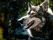 tablwolf.jpg by Timothy Albee (Amadhi)