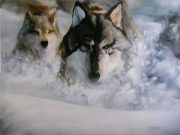 wolfrun.jpg by Timothy Albee (Amadhi)