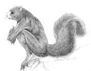 weresquirrel.jpg by Amber Hill (Vantid)