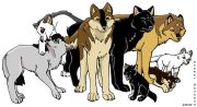 wolfcast.jpg by Audrey Walker (KrazyKlaws, WolfDreamer)