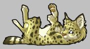 meserval.gif by Claire Hummel (Shoom'lah)