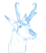prongs.jpg by Megan Giles (SpaceCat)