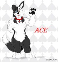 ace.jpg by Jason Williams (Ocicat)