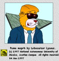 lyc-puma.gif by Gerardo Rubio (Lobocursor Lyceus)