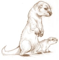 otterpop.jpg by Claire Hummel (Shoom'lah)