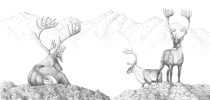 caribou3.jpg by Julie Thompson (Alaska Kat, Denali)