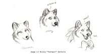caninecharscopy.gif by L.N. Dornsife (Thornwolf)