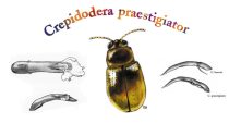 newbug3.jpg by Ainsley Seago