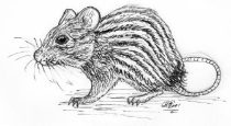 afromaus.jpg by Gloria Higginbottom (Twap, Snitter)