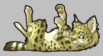 meserval.gif by Claire Hummel (Shoom'lah)