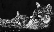 cougarscratchboard.jpg by L.N. Dornsife (Thornwolf)