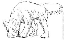 briard08.jpg by Arthur Pearson (Picklejuice)