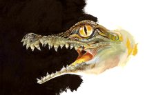 crocshm.jpg by Claire Hummel (Shoom'lah)