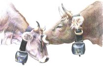 twocows.jpg by Megan Giles (SpaceCat)
