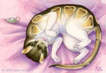 felis_regius.jpg by Janis Neville (starfallz)