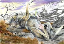 summerwolf.jpg by Therese Larsson (Ailah)