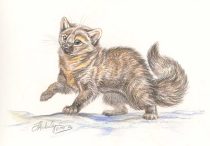 martenfluffy.jpg by J.C. Amberlyn (DesertCoyote)