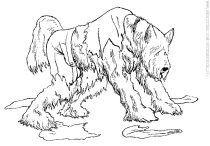 briard07.jpg by Arthur Pearson (Picklejuice)