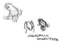 zoofrogs.jpg by Tiffany Miller (Sketch, Swift Claw)
